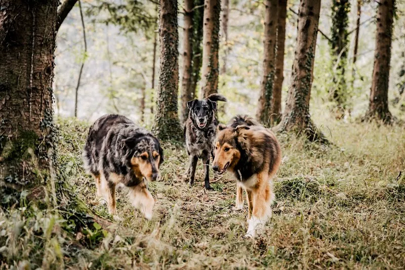 Foehnlocke GmbH — Katzenpension, Erstfeld, Uri. Foto 3