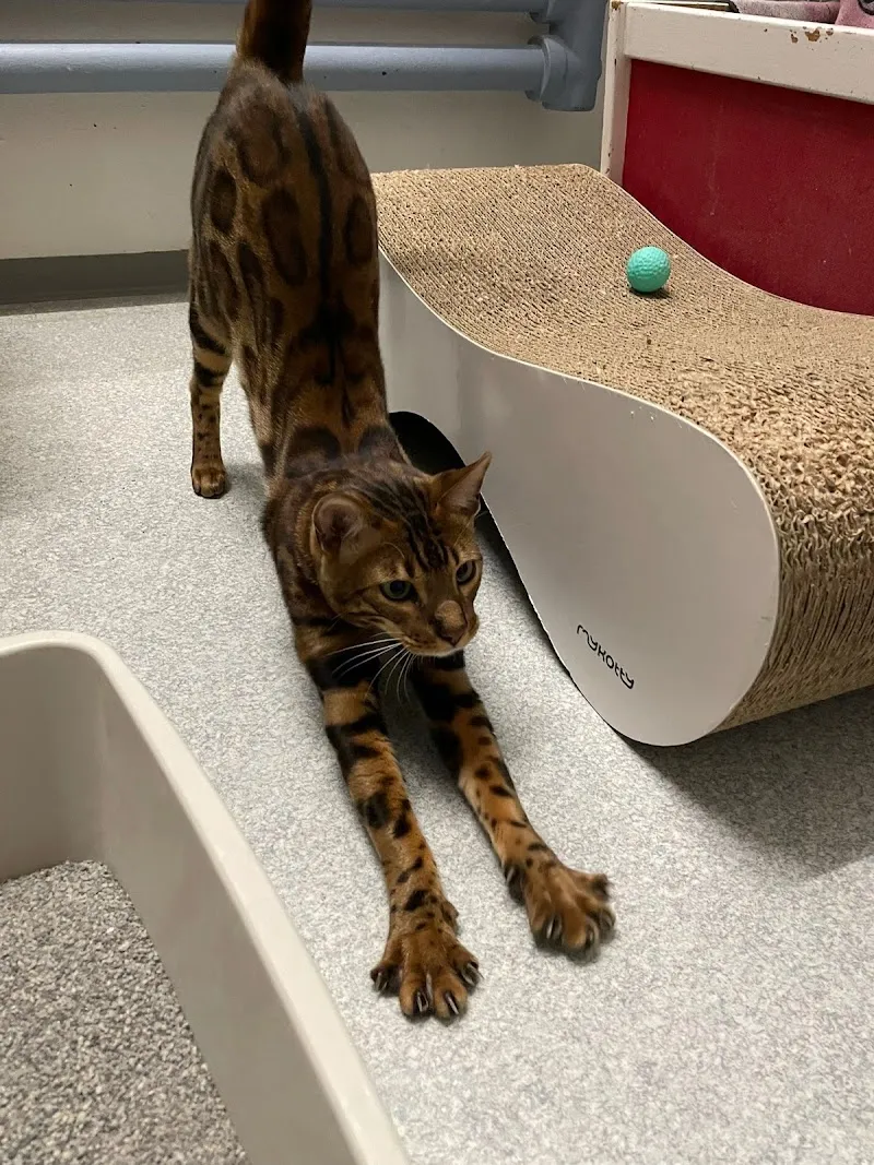 Katzenferienheim Catsholidays — Katzenpension in Friltschen, Thurgau. Bewertung 4.7/5.