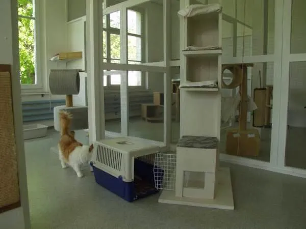 Katzenferienheim Catsholidays — Katzenpension, Friltschen, Thurgau. Foto 2