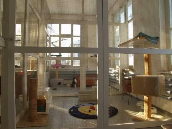 Katzenferienheim Catsholidays — Katzenpension, Friltschen, Thurgau. Foto 3