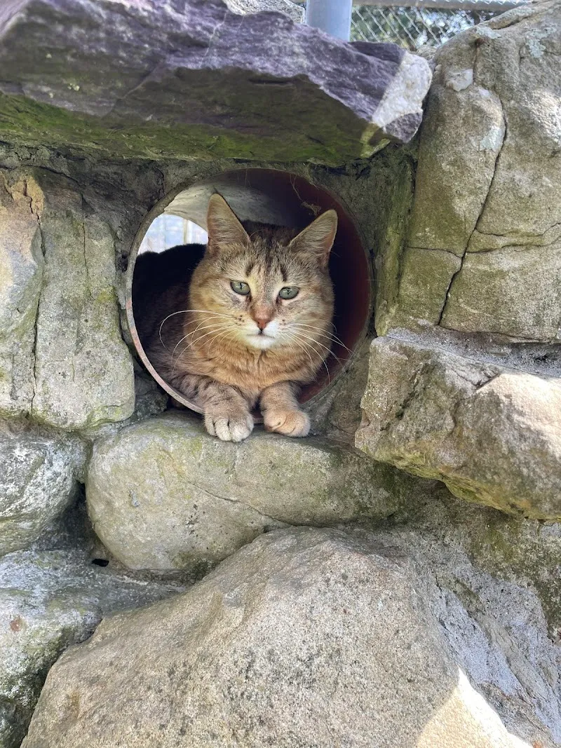 Ani'Services - Cat-sitting et pet-sitting — Katzenpension in Bussigny, Waadt. Bewertung 4.5/5.