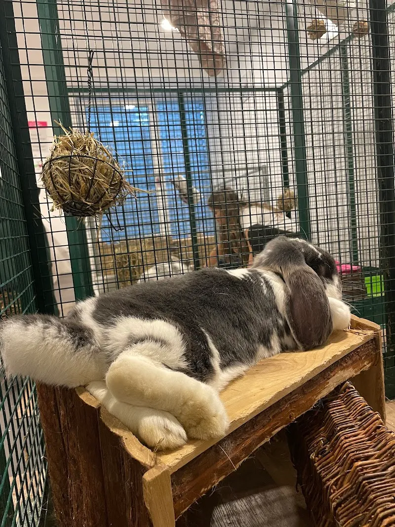 Ani'Services - Cat-sitting et pet-sitting — Pension pour chats, Bussigny, Vaud. Foto 2