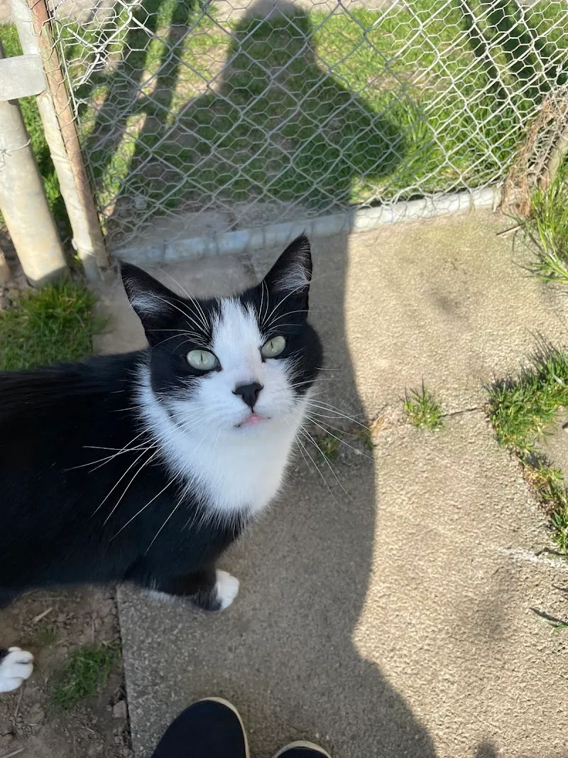 Ani'Services - Cat-sitting et pet-sitting — Pension pour chats, Bussigny, Vaud. Foto 3