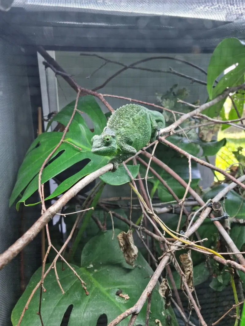 Anichablais — Katzenpension in Collombey-Muraz, Wallis. Bewertung 5.0/5.