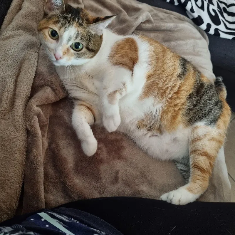 Anichablais — Katzenpension, Collombey-Muraz, Wallis. Foto 2