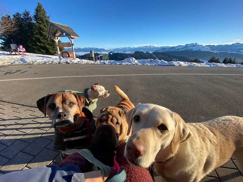Paw and Claw - Tierbetreuung Trogen — Katzenpension in Trogen, Appenzell Ausserrhoden. Bewertung 5.0/5.