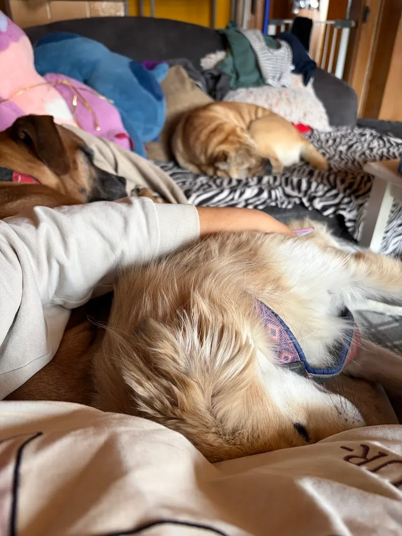 Paw and Claw - Tierbetreuung Trogen — Katzenpension, Trogen, Appenzell Ausserrhoden. Foto 3