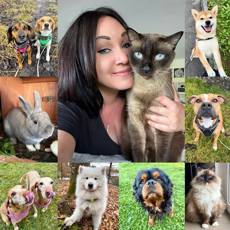 Animalenergie — Katzenpension in Villeneuve, Waadt. Bewertung 5.0/5.