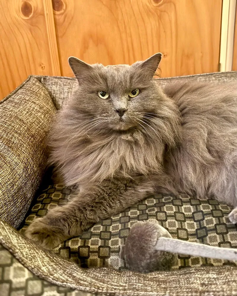 Animalenergie — Pension pour chats, Villeneuve, Vaud. Foto 2