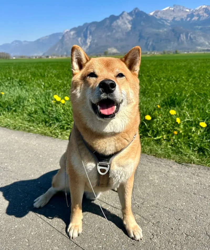 Animalenergie — Pension pour chats, Villeneuve, Vaud. Foto 3