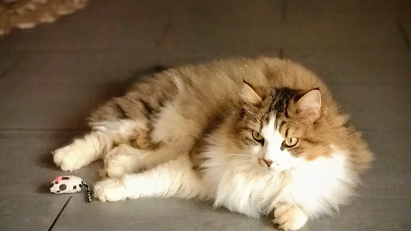 Aristo-Chat — Katzenpension in Gland, Waadt. Bewertung 4.8/5.