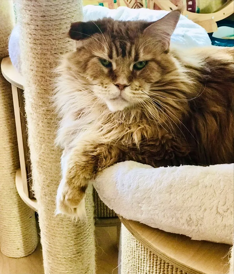 Aristo-Chat — Katzenpension, Gland, Waadt. Foto 2