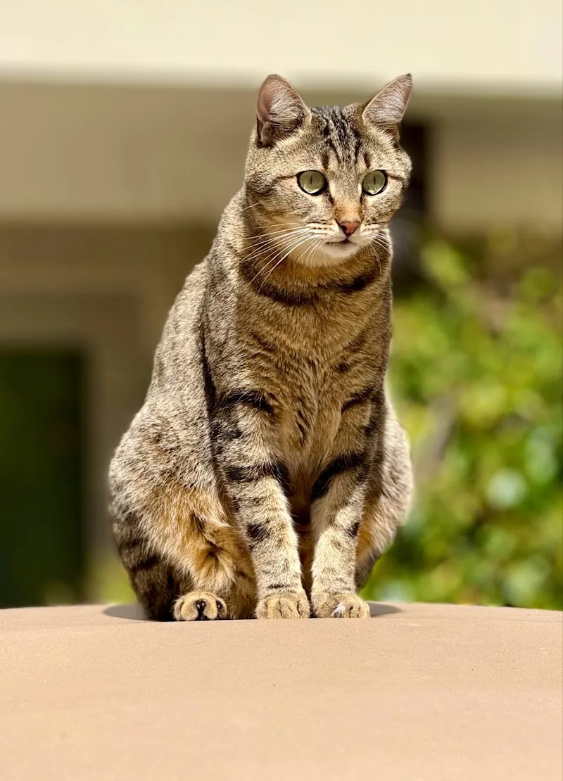 Aristo-Chat — Katzenpension, Gland, Waadt. Foto 3