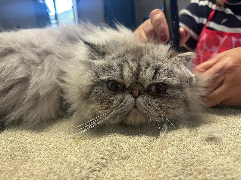 Bobby&Friends Toilettage et Gardiennage chiens et chats — Katzenpension, Montreux, Waadt. Foto 2