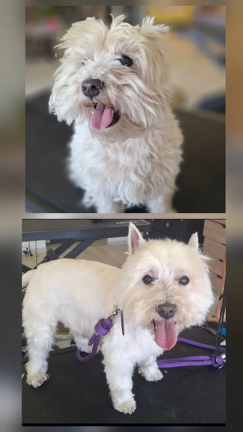 Bobby&Friends Toilettage et Gardiennage chiens et chats — Katzenpension, Montreux, Waadt. Foto 3