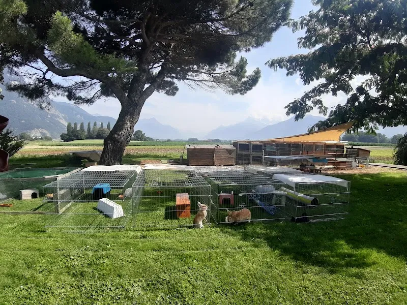 Bunny & Cie / Pension Lapins & Cochons d'Inde — Katzenpension in Noville, Waadt. Bewertung 5.0/5.