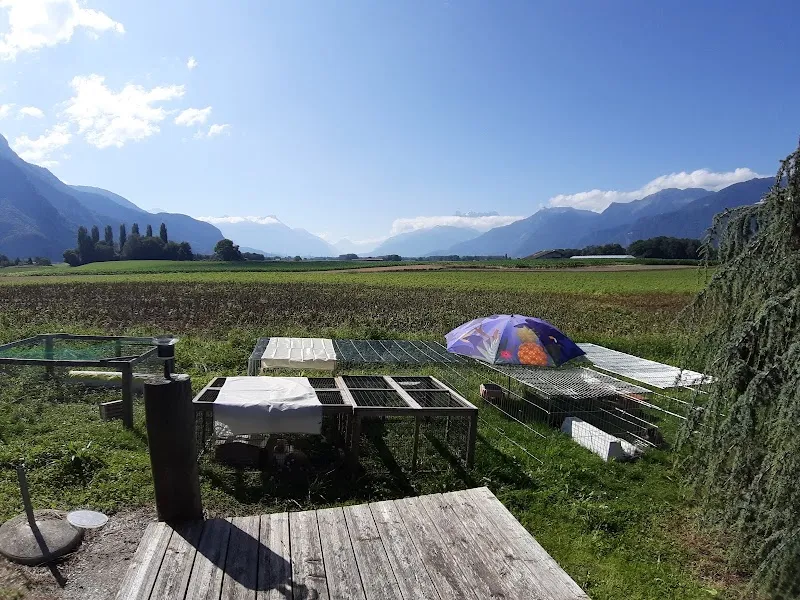 Bunny & Cie / Pension Lapins & Cochons d'Inde — Pension pour chats, Noville, Vaud. Foto 3