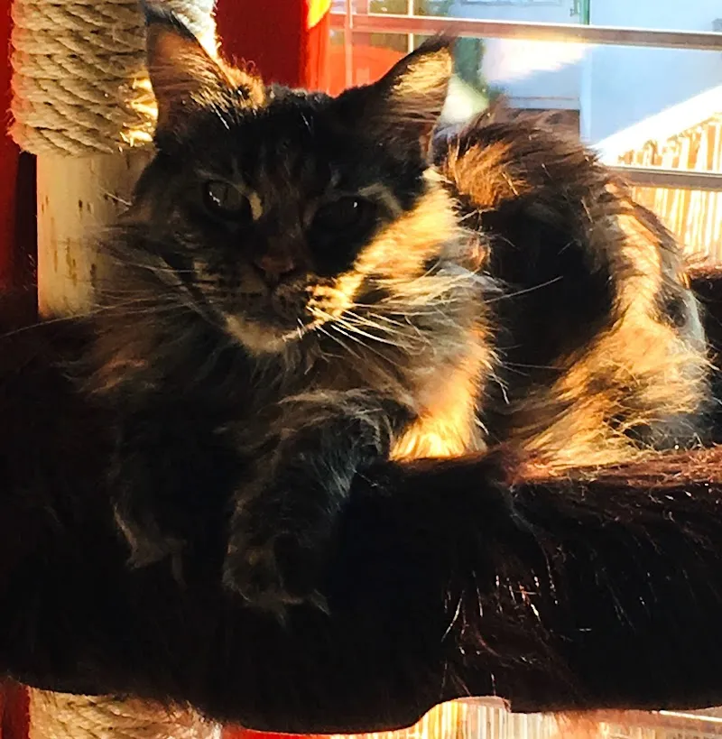 Cat Sitting Premium — Katzenpension in Essertines-sur-Rolle, Waadt. Bewertung 5.0/5.