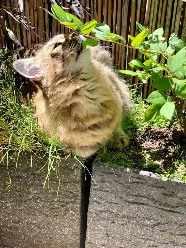 Cat Sitting Premium — Pension pour chats, Essertines-sur-Rolle, Vaud. Foto 2