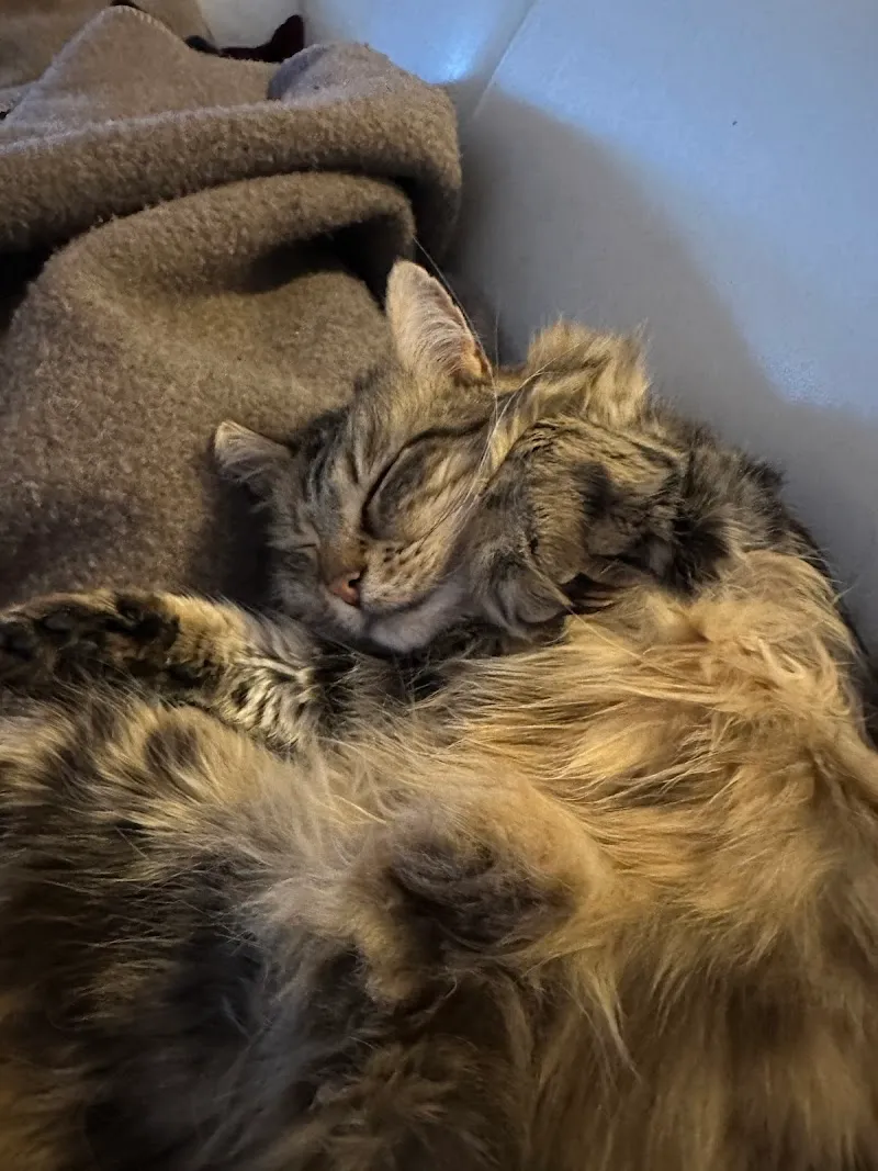 Cat Sitting Premium — Pension pour chats, Essertines-sur-Rolle, Vaud. Foto 3