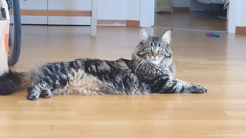 Cats and Love — Katzenpension in Rolle, Waadt. Bewertung 5.0/5.