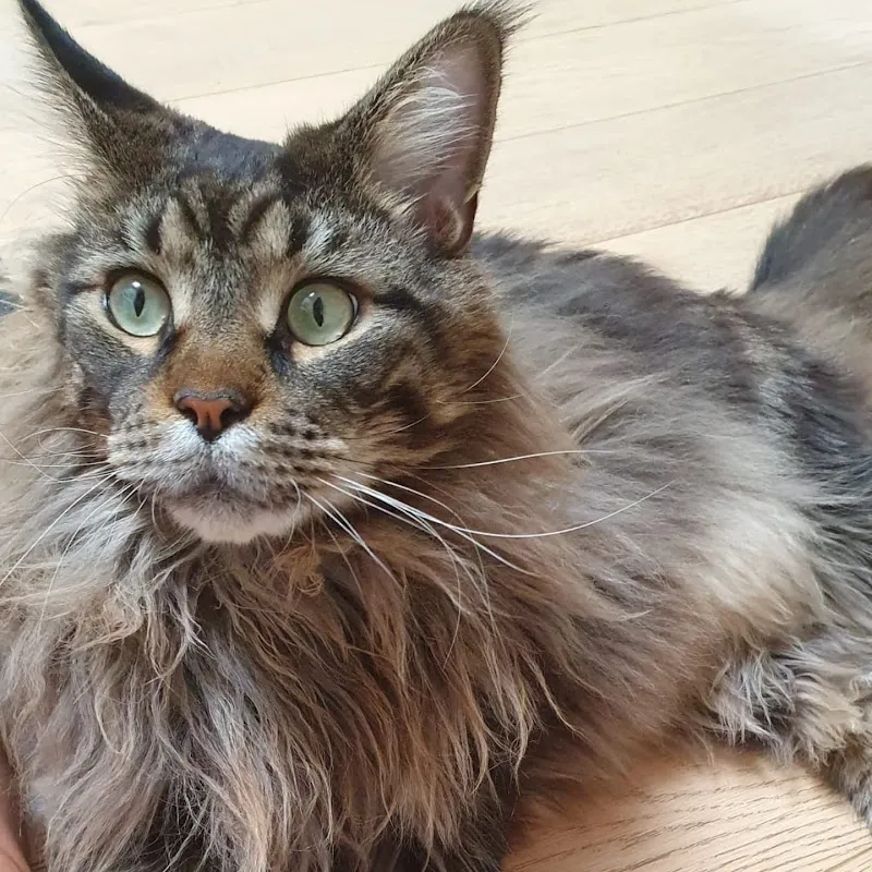 Cats and Love — Katzenpension, Rolle, Waadt. Foto 2