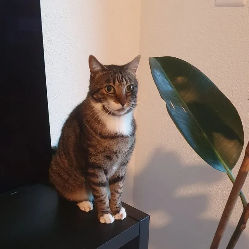 Cats and Love — Katzenpension, Rolle, Waadt. Foto 3