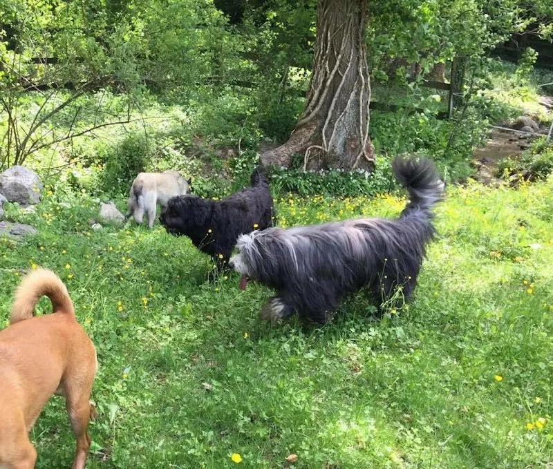 Centre Canin Mirador Sàrl — Katzenpension in Saint-Légier-La Chiésaz, Waadt. Bewertung 4.4/5.