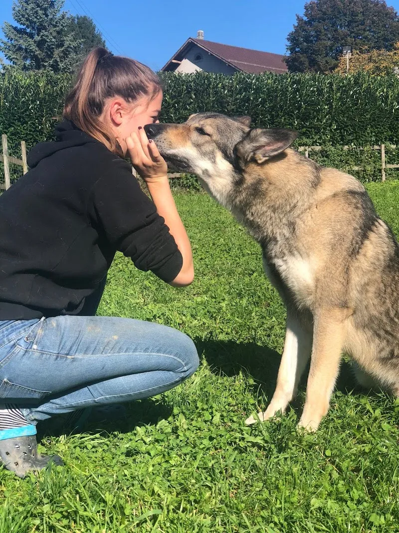 Centre Canin Mirador Sàrl — Katzenpension, Saint-Légier-La Chiésaz, Waadt. Foto 2