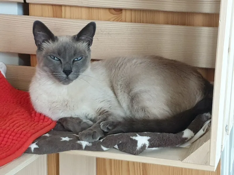 Chatterie De La Colline — Pension pour chats, Givrins, Vaud. Foto 2