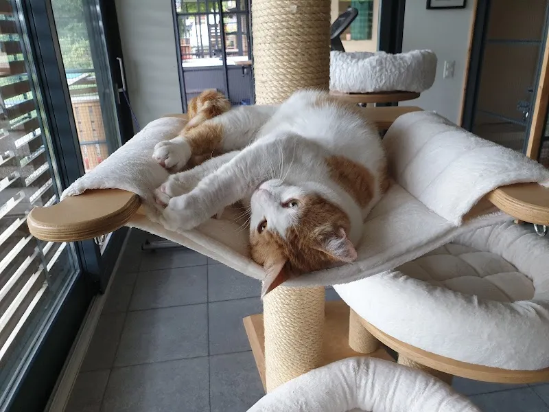 Chatterie De La Colline — Pension pour chats, Givrins, Vaud. Foto 3