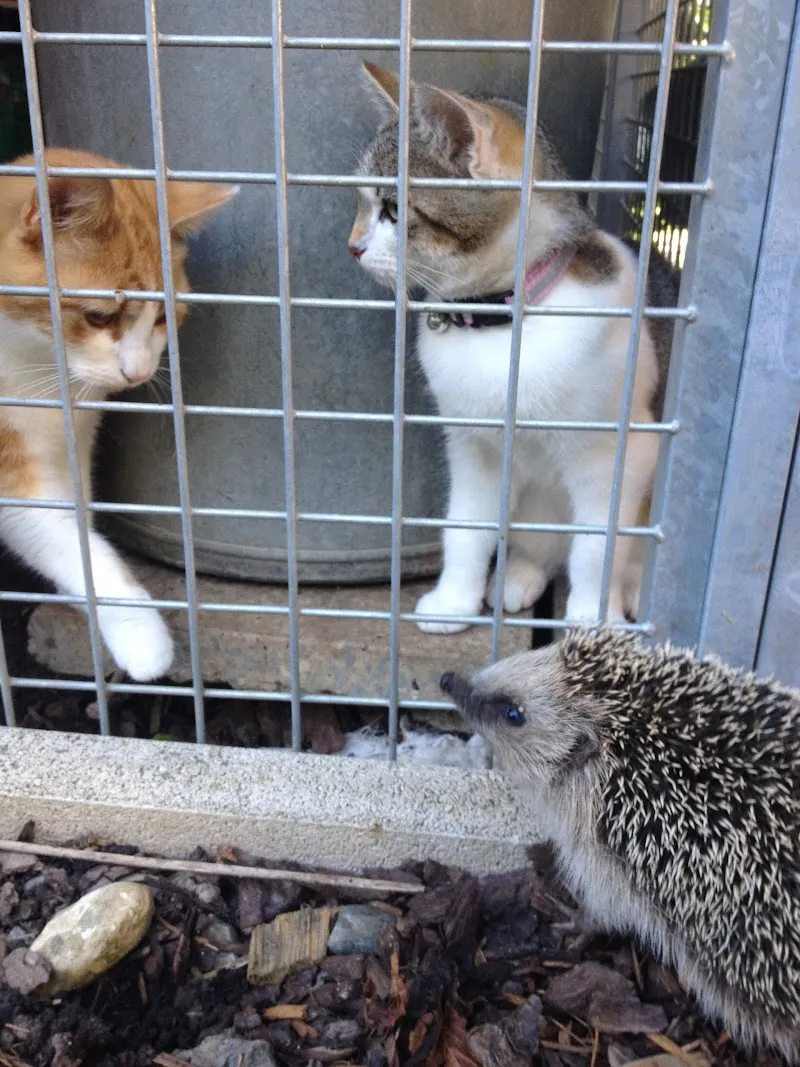 Chatterie de NOÉ — Katzenpension in Attalens, Freiburg. Bewertung 4.4/5.