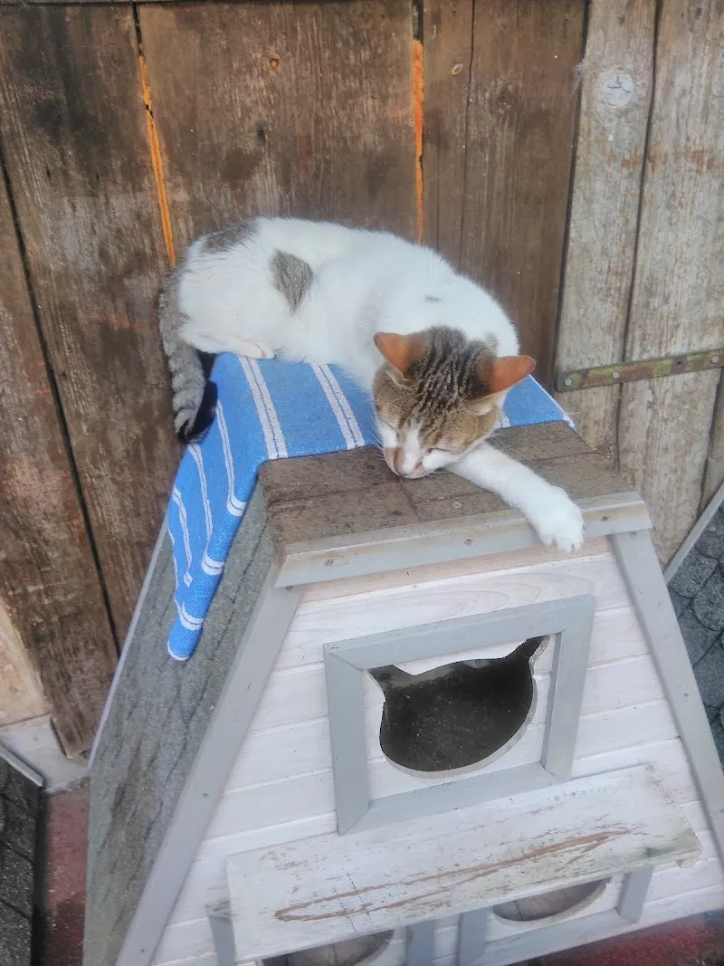 Chatterie de NOÉ — Katzenpension, Attalens, Freiburg. Foto 2