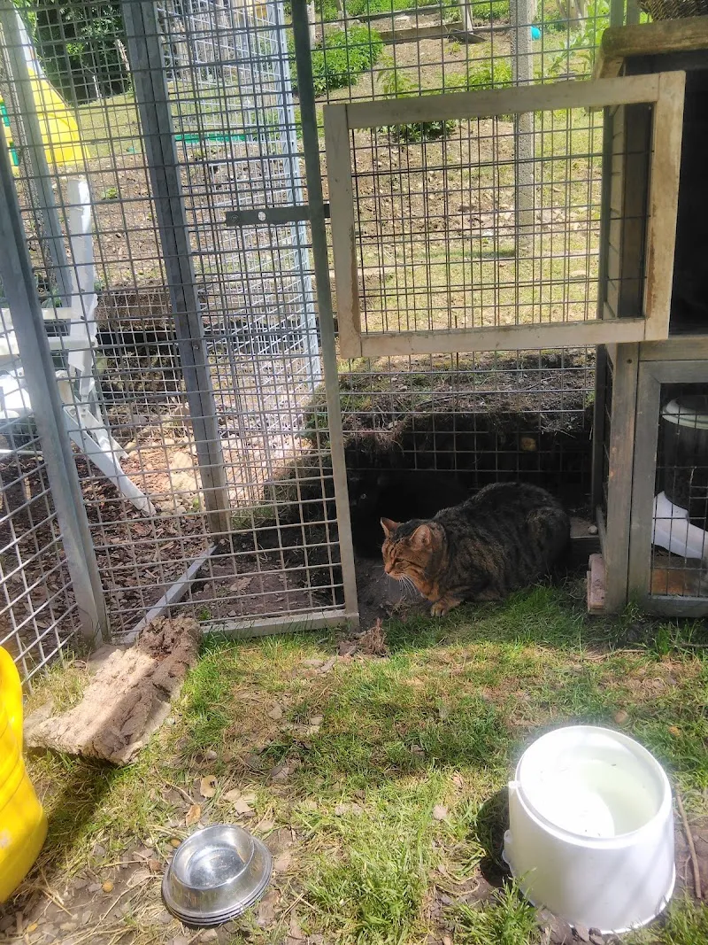 Chatterie de NOÉ — Katzenpension, Attalens, Freiburg. Foto 3