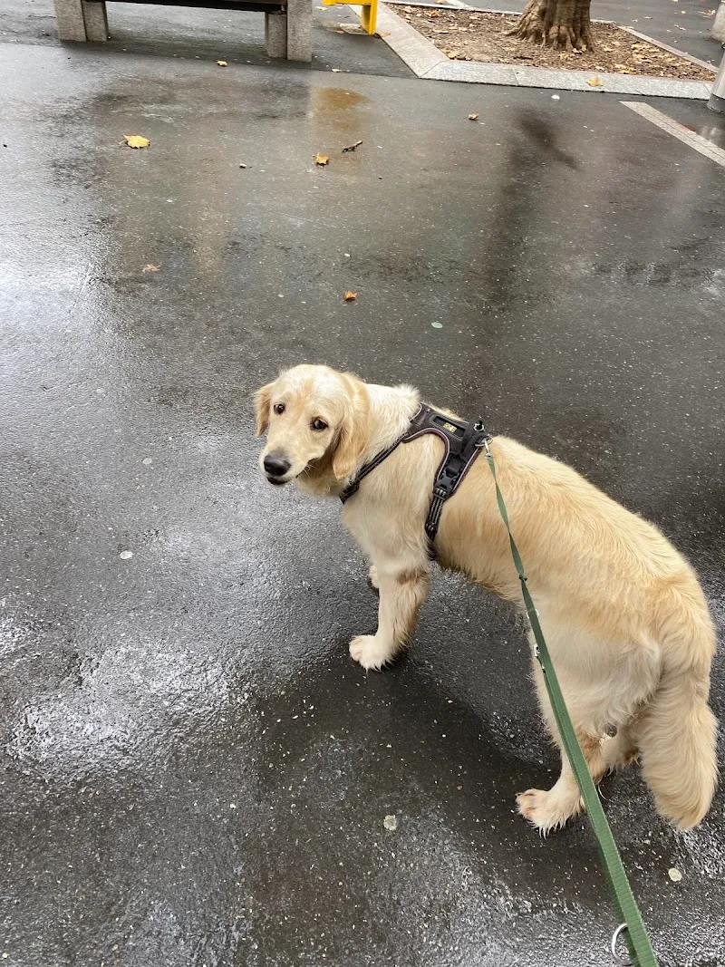 Chenil Lorelei et chatterie — Katzenpension in Bussigny, Waadt. Bewertung 3.9/5.