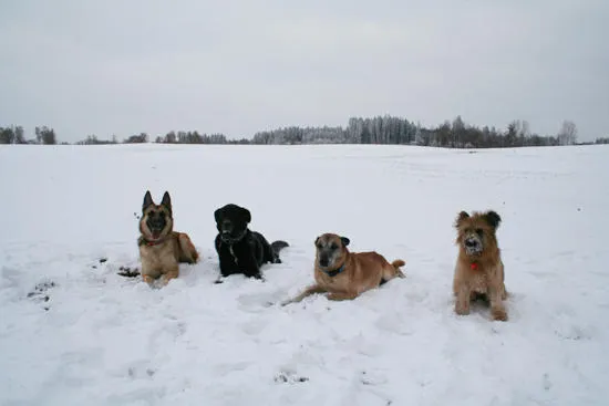 Chenil Lorelei et chatterie — Katzenpension, Bussigny, Waadt. Foto 2
