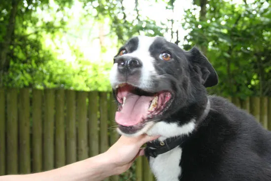 Chenil Lorelei et chatterie — Katzenpension, Bussigny, Waadt. Foto 3