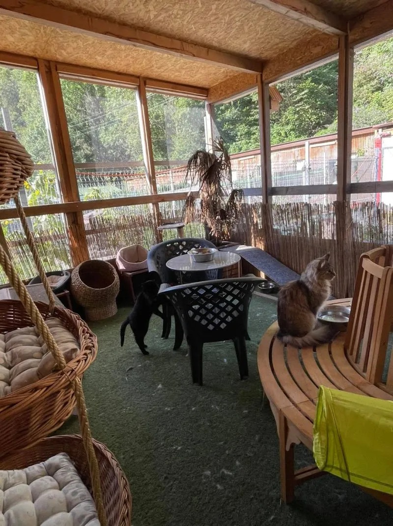 Chenil de Massongex — Katzenpension in Massongex, Wallis. Bewertung 4.7/5.