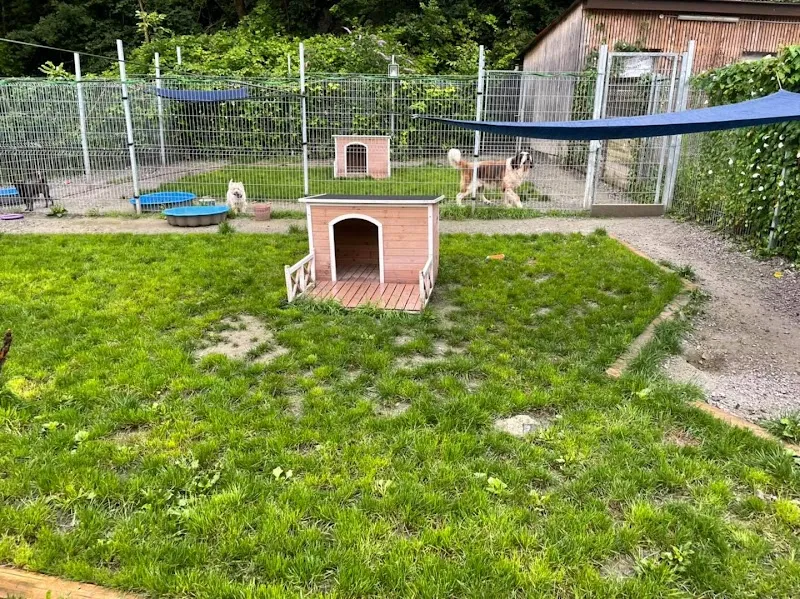 Chenil de Massongex — Katzenpension, Massongex, Wallis. Foto 2