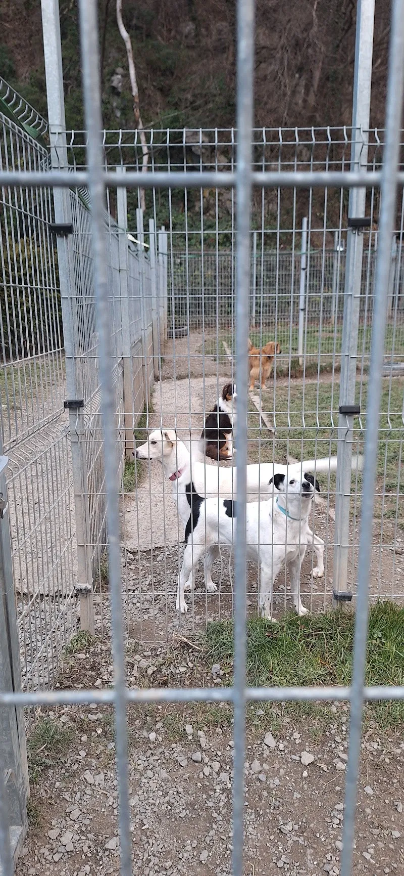 Chenil de Massongex — Katzenpension, Massongex, Wallis. Foto 3