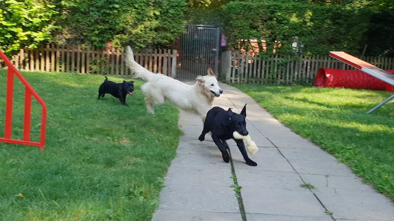 Chenil de la Lorelei — Katzenpension in Bussigny, Waadt. Bewertung 4.3/5.