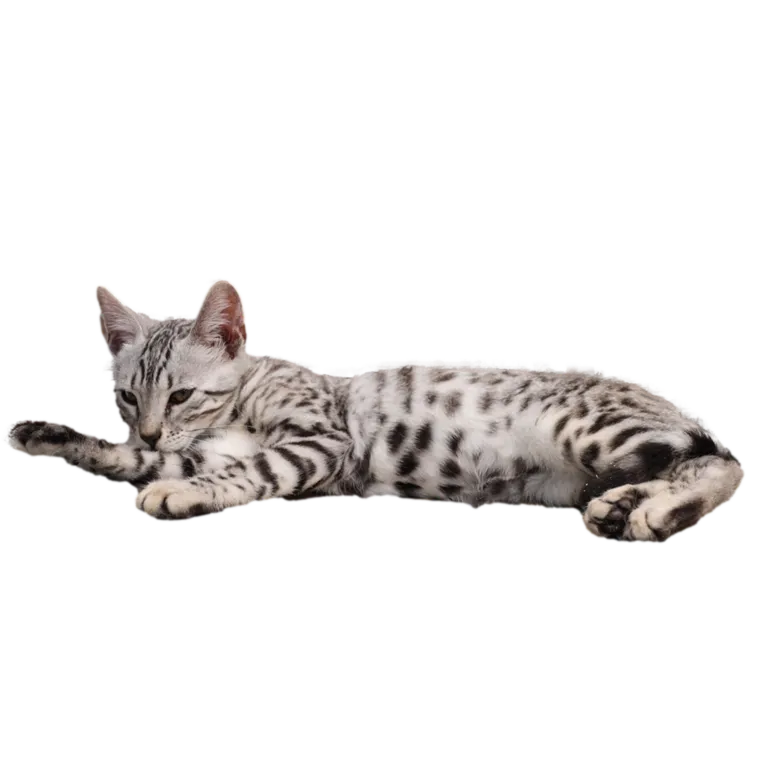 Chenil de la Lorelei — Katzenpension, Bussigny, Waadt. Foto 2