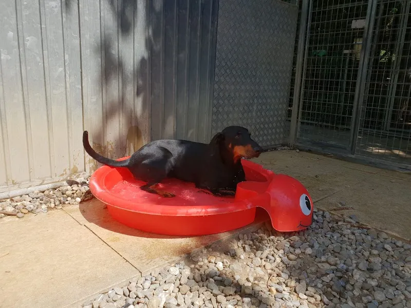 Chenil de la Lorelei — Katzenpension, Bussigny, Waadt. Foto 3