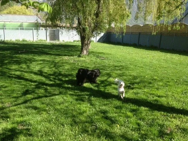 Chenil de la Pierravoir — Katzenpension in Saxon, Wallis. Bewertung 4.5/5.