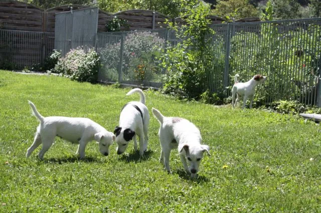 Chenil de la Pierravoir — Katzenpension, Saxon, Wallis. Foto 2