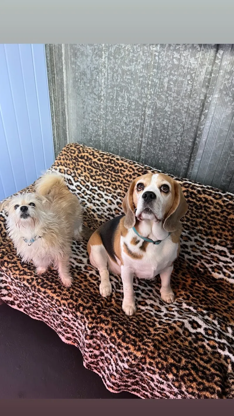 Chenil des Evouettes — Katzenpension in Les Evouettes, Wallis. Bewertung 5.0/5.