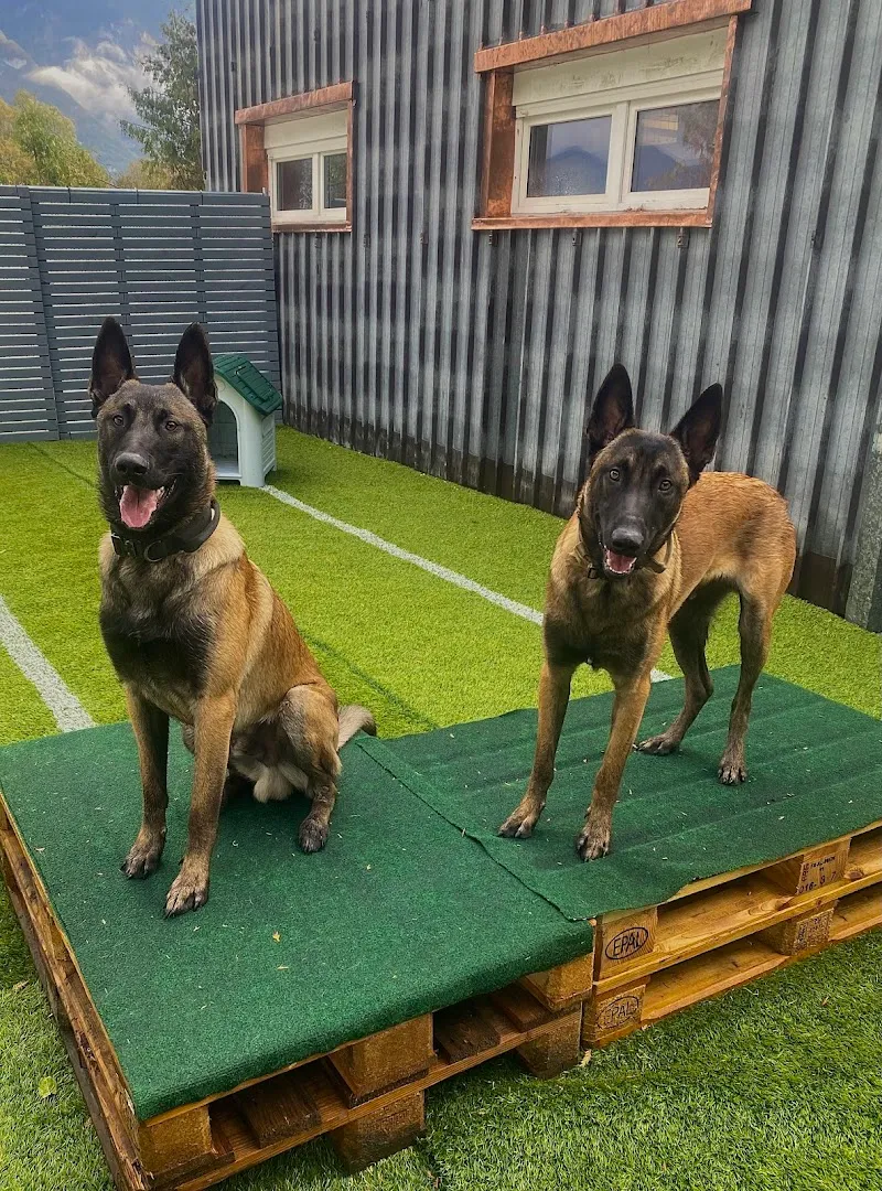 Chenil des Evouettes — Pension pour chats, Les Evouettes, Valais. Foto 2