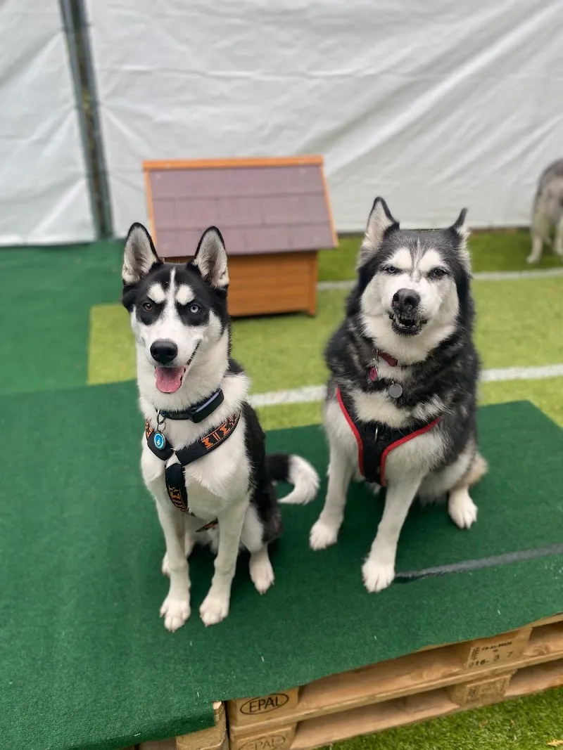 Chenil des Evouettes — Pension pour chats, Les Evouettes, Valais. Foto 3