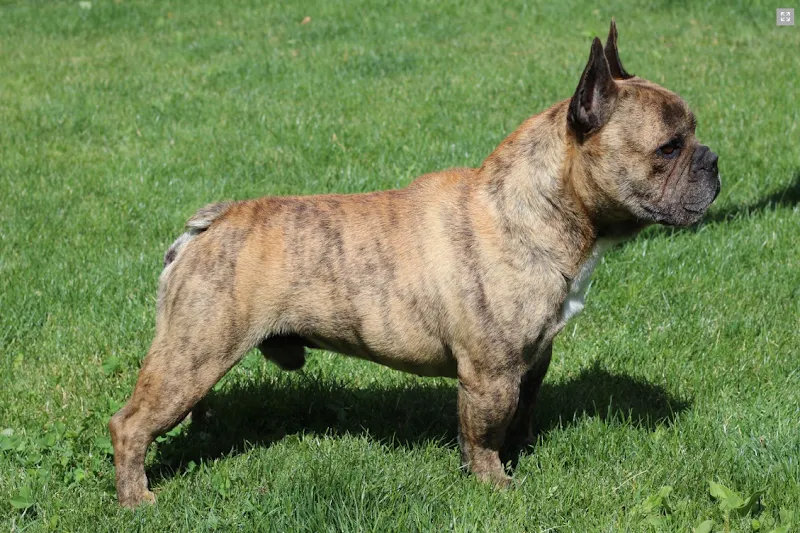 Chenil-Chatterie d'Octodure Sàrl — Katzenpension in Martigny, Wallis. Bewertung 4.3/5.