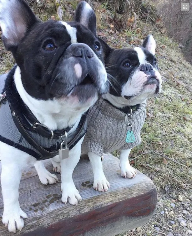 Chenil-Chatterie d'Octodure Sàrl — Katzenpension, Martigny, Wallis. Foto 2